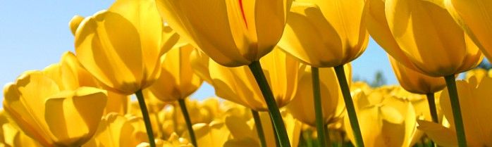 yellow tulips flowers lasalle network